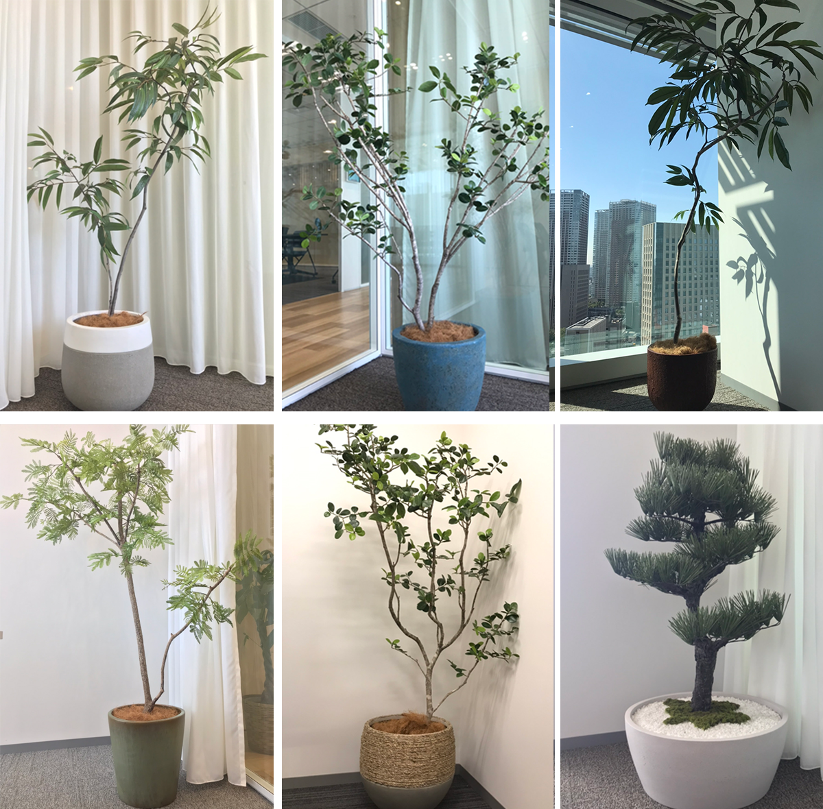 各部屋の植物の鉢の色にもこだわりが。（※）