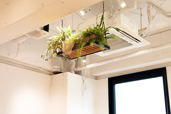 こちらのオフィスには、あちこちに観葉植物が吊るされています。